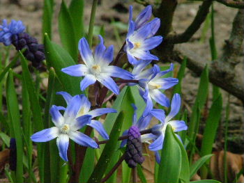 Scilla forbesii(Scilla siehei) Grote sneeuwroem bestellen